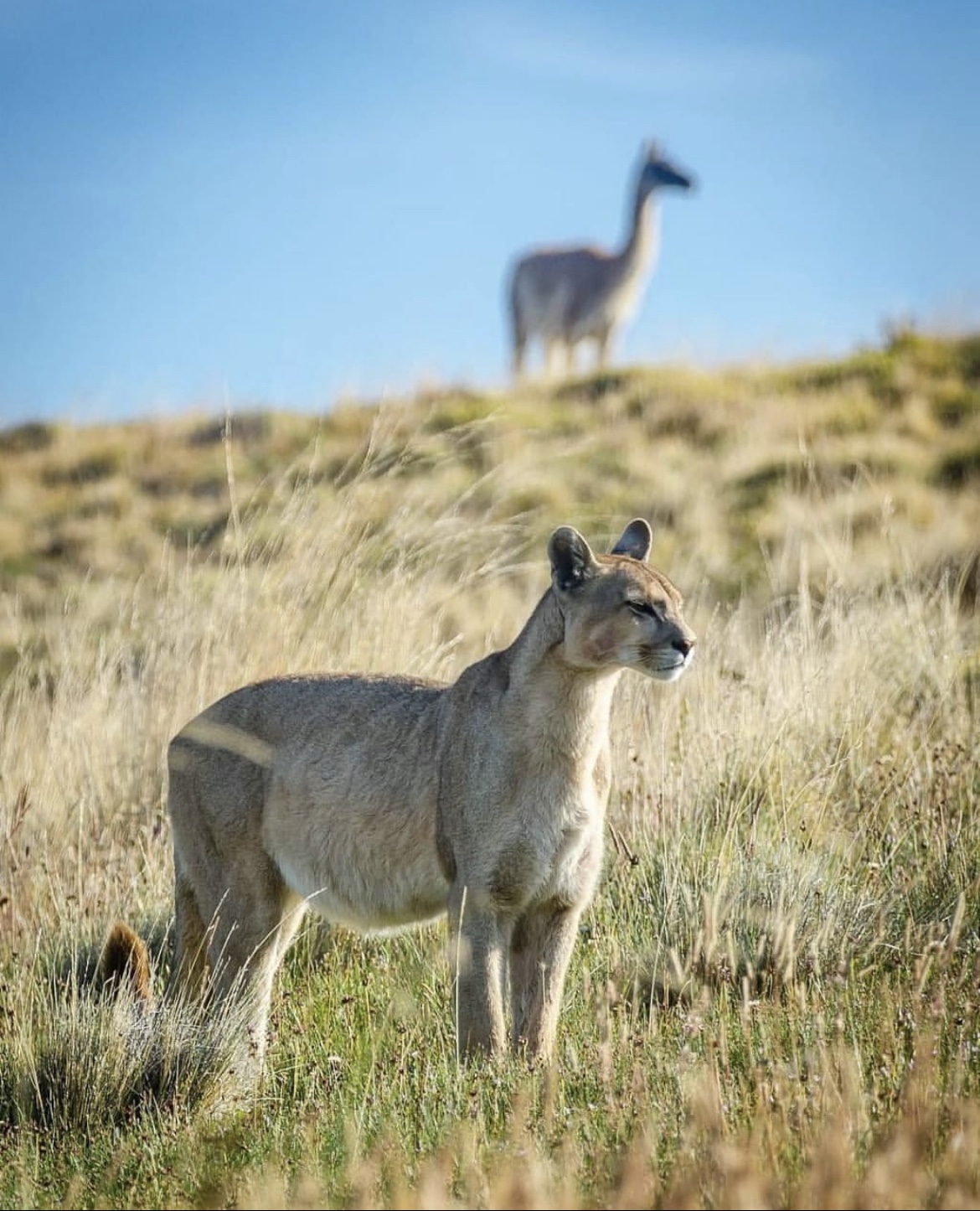 Puma/Concolor Torres del Paine National park